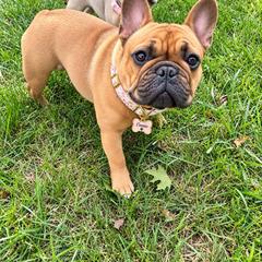 Constance - French Bulldog
