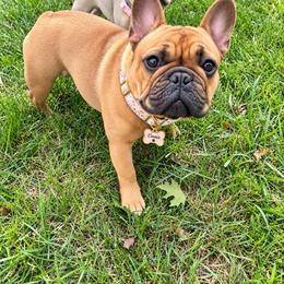 Constance - French Bulldog