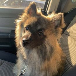 Pomeranians from Bianca's Pomeranians