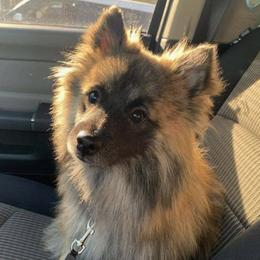 Pomeranians from Bianca's Pomeranians