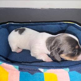 Girl 2 - Piebald female Dachshund puppy in Stockton, California from Royalty Weenies