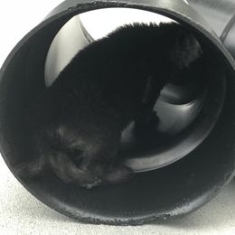 Shiloh Shepherd Puppies from Solace Shilohs