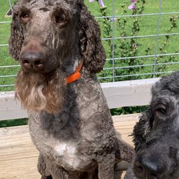 Poodles from Speeds Creek Kennels