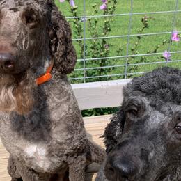 Poodles from Speeds Creek Kennels