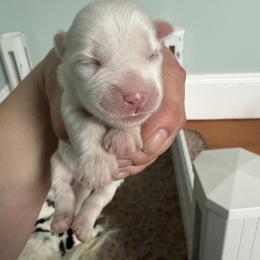 Boy 1 - White male Coton de Tulear puppy in Vancouver, Washington from Uptown Cotons
