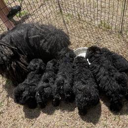 Male Puppy 1 - Black male Puli puppy in Ocala, Florida from Bowmaker Pulik