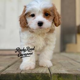 Button - Blenheim male Cavapoo puppy in Nashville, Arkansas from Rocky Road Puppies