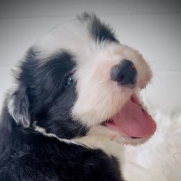 Buddy - Black male Bearded Collie puppy in Baltimore, Maryland from Beloved Bearded & Border Collies