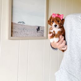 Pumpkin - Red  female Poodle puppy in Quakertown, Pennsylvania from Miniature Poodle Stud and Pups