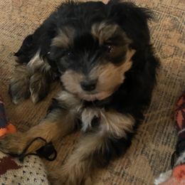 Shihpoo and Yorkipoo Puppies from Christina’s Puppy Utopia