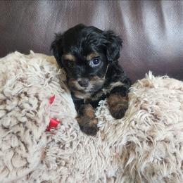 Miss yellow - Black female Goldendoodle puppy in Cumming, Georgia from Chattahoochee Kennels