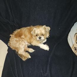Groot - Shih Tzu