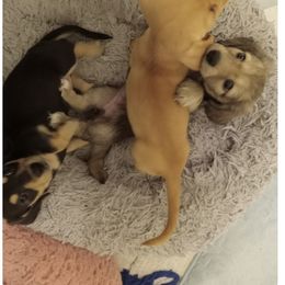 Dachshund Puppies from Mr. Wieners Dachshunds and roxiesdoxies