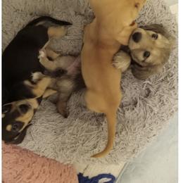 Dachshund Puppies from Mr. Wieners Dachshunds and roxiesdoxies