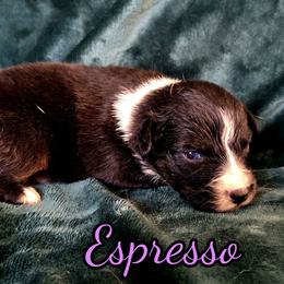 Espresso - Black tri-color female Australian Shepherd puppy in Albion, Michigan from Northern Lights Aussies (NL Aussies)