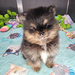 Pepper's All Apologies - Apollo - Black and tan male Pomeranian puppy in Plant City, Florida from Pepper's Pomeranians