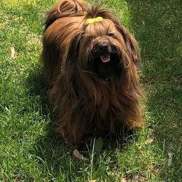 Moya - Havanese