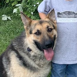 Angus - German Shepherd