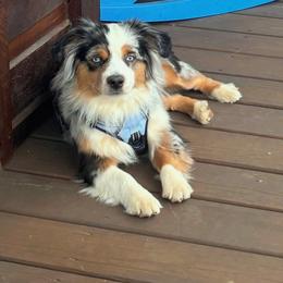 Dixie - Miniature Australian Shepherd