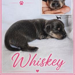 Whiskey - Blue and cream female Dachshund puppy in Ohio from Brooke's Darling Dachshunds