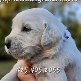 Miss. Purple - Light golden female Golden Retriever puppy in Marysville, Washington from Alpine Valley Ranch-European English Cream Golden Retriever