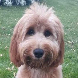Goldendoodles and Poodles from Poodle Pups With Principal