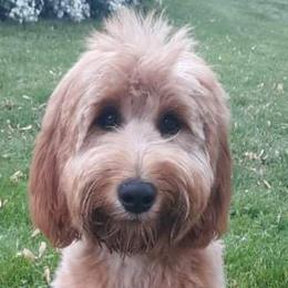 Goldendoodles and Poodles from Poodle Pups With Principal