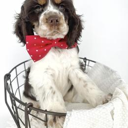 American Corgi, Basset Hound, and Cocker Spaniel Puppies from Oak Hollow Farms
