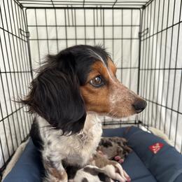 Marlow - Dachshund