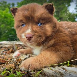 Mocha - Brown and white female Siberian Husky puppy in Addison, Michigan from Gray Run Siberian Huskies