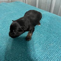 Tux - Black tri-color male Australian Shepherd puppy in Whitwell, Tennessee from Owl Hollow Farm