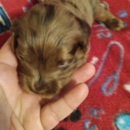 Girl 1 - Merle female Cavapoo puppy in East Providence, Rhode Island from Marta's Cavaliers