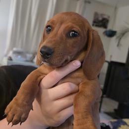 Dachshund Puppies from Butterbean Dachshunds