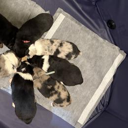 Miniature Australian Shepherds from Alex Clinedinst