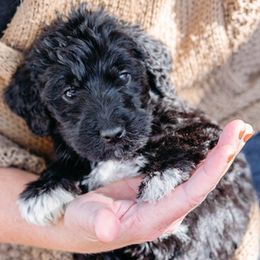 Double Doodle and Labradoodle Puppies from Delightfully Double Doodles