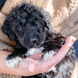 Double Doodle and Labradoodle Puppies from Delightfully Double Doodles