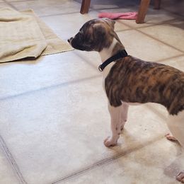 Whippet Puppies from Whippety Split