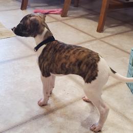 Whippet Puppies from Whippety Split
