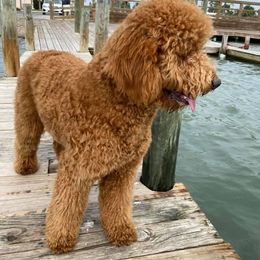 Goldendoodle Puppies from Valley View Goldendoodles