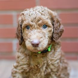 Lime - Apricot male Poodle puppy in Palmetto, Georgia from Renders Poodles