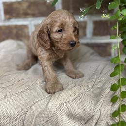 Girl 2 - female Cockapoo puppy in Ephrata, Pennsylvania from Windy Ridge Cockapoos