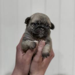 Doug - Fawn male Pug puppy in Shady Hills, Florida from Premium Pugs