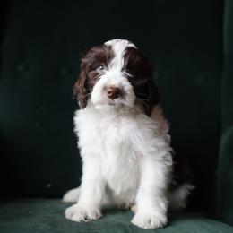 Billy - male Aussiedoodle puppy in Redding, California from Farmstead Doodles