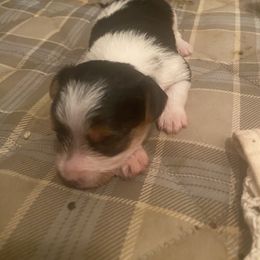 Yorkshire Terrier Puppies from Regina Jones's Yorkshire Terriers