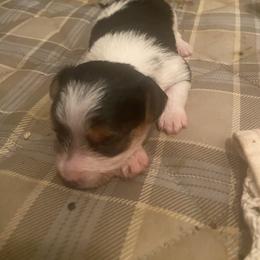 Yorkshire Terrier Puppies from Regina Jones's Yorkshire Terriers