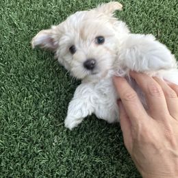 Marigold - Gold female Morkie puppy in Tucson, Arizona from Sun-Kissed Morkies