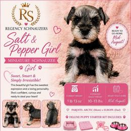 Girl- 1 salt pepper - Salt and pepper female Miniature Schnauzer puppy in Lehigh Acres, Florida from Regency Schnauzer