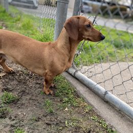 Lexi - Dachshund