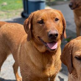 Lady - Labrador Retriever