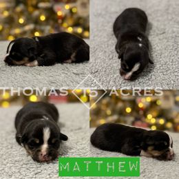 Matthew - Black and tan male Pembroke Welsh Corgi puppy in Raymond, Illinois from Thomas Acres